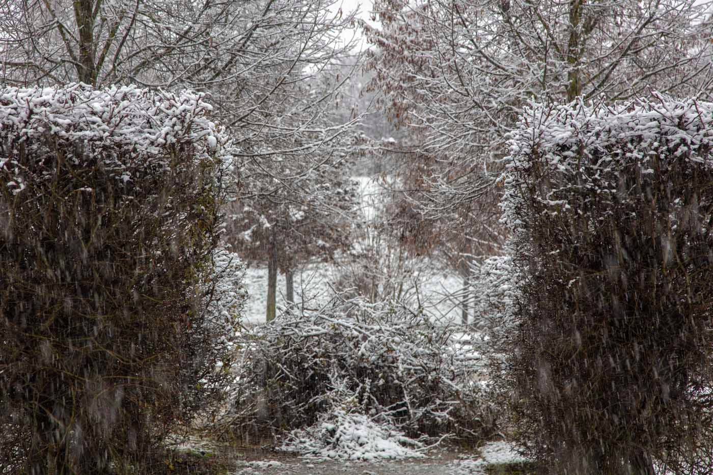 Inverno nei Giardini della Reggia di Venaria - Foto di Dario Fusaro 8